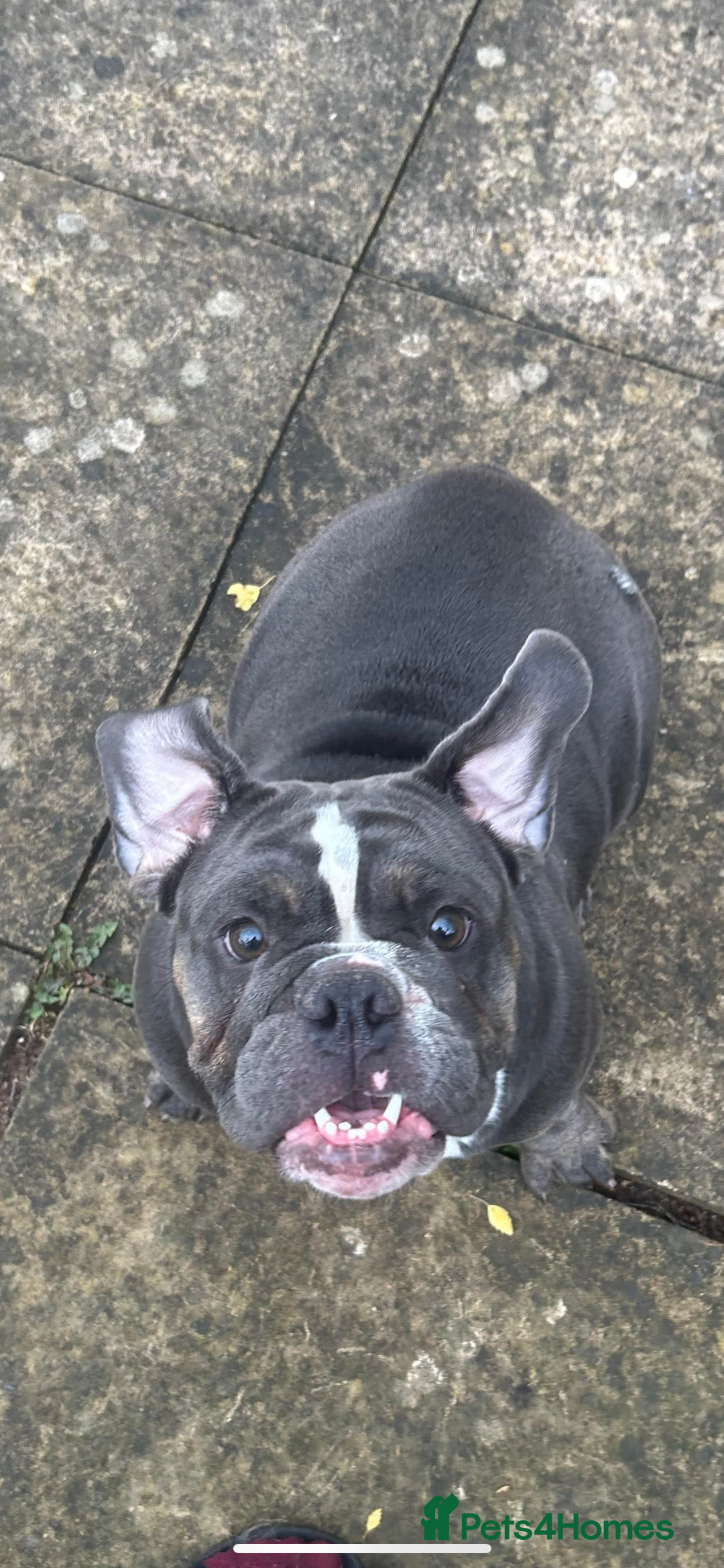 English Bulldog dogs for sale: freelance bulldog  - Image 4