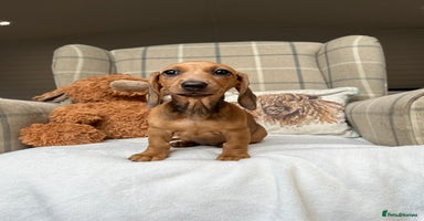 Miniature Dachshund dogs - Advert 13
