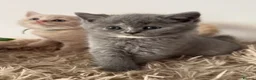 British Shorthair cats for sale: Sought after cream kittens - Advert 29