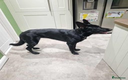 German Shepherd dogs for sale: Black female german shepherd  - Image 4