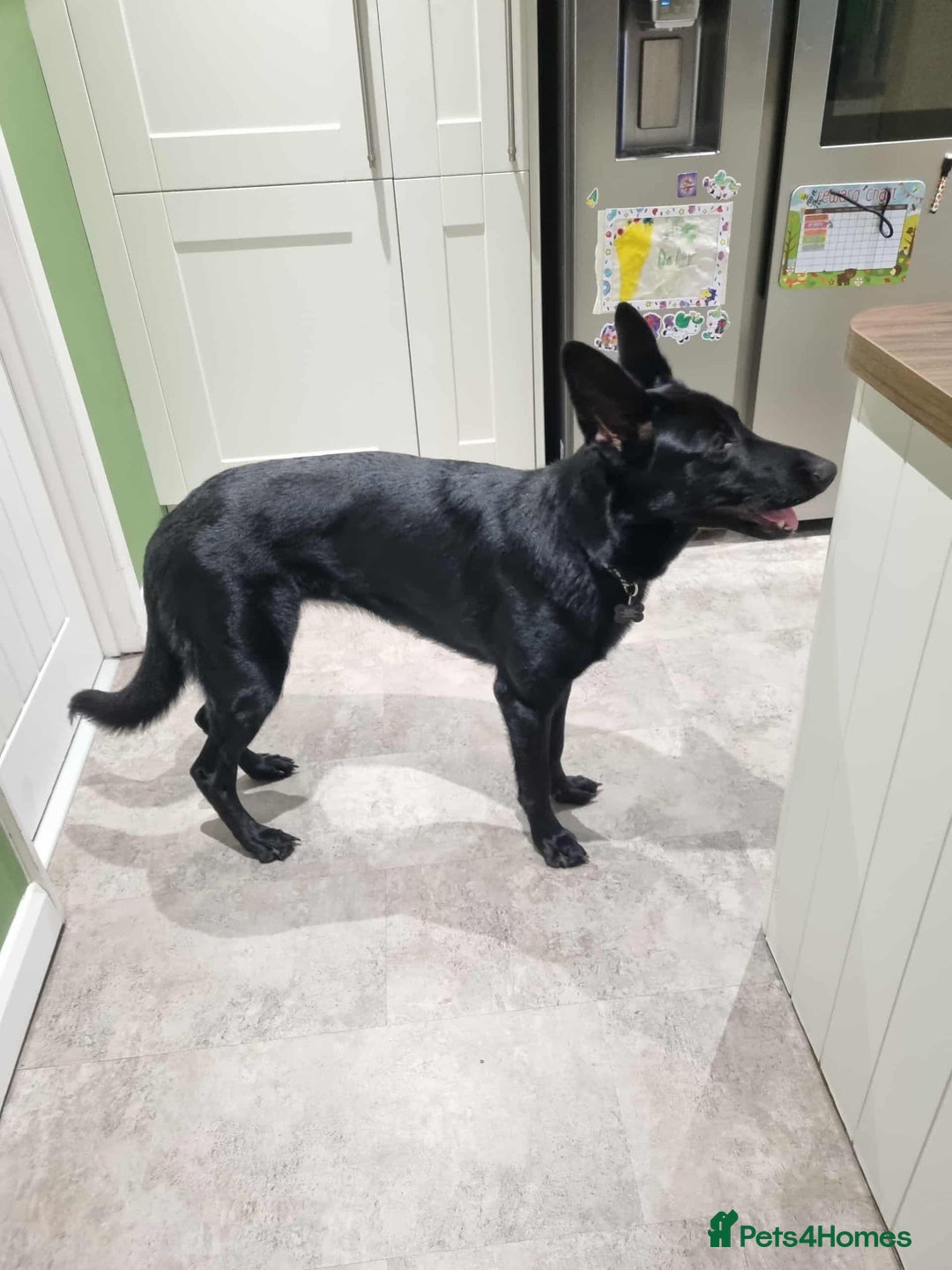 German Shepherd dogs for sale: Black female german shepherd  - Image 4