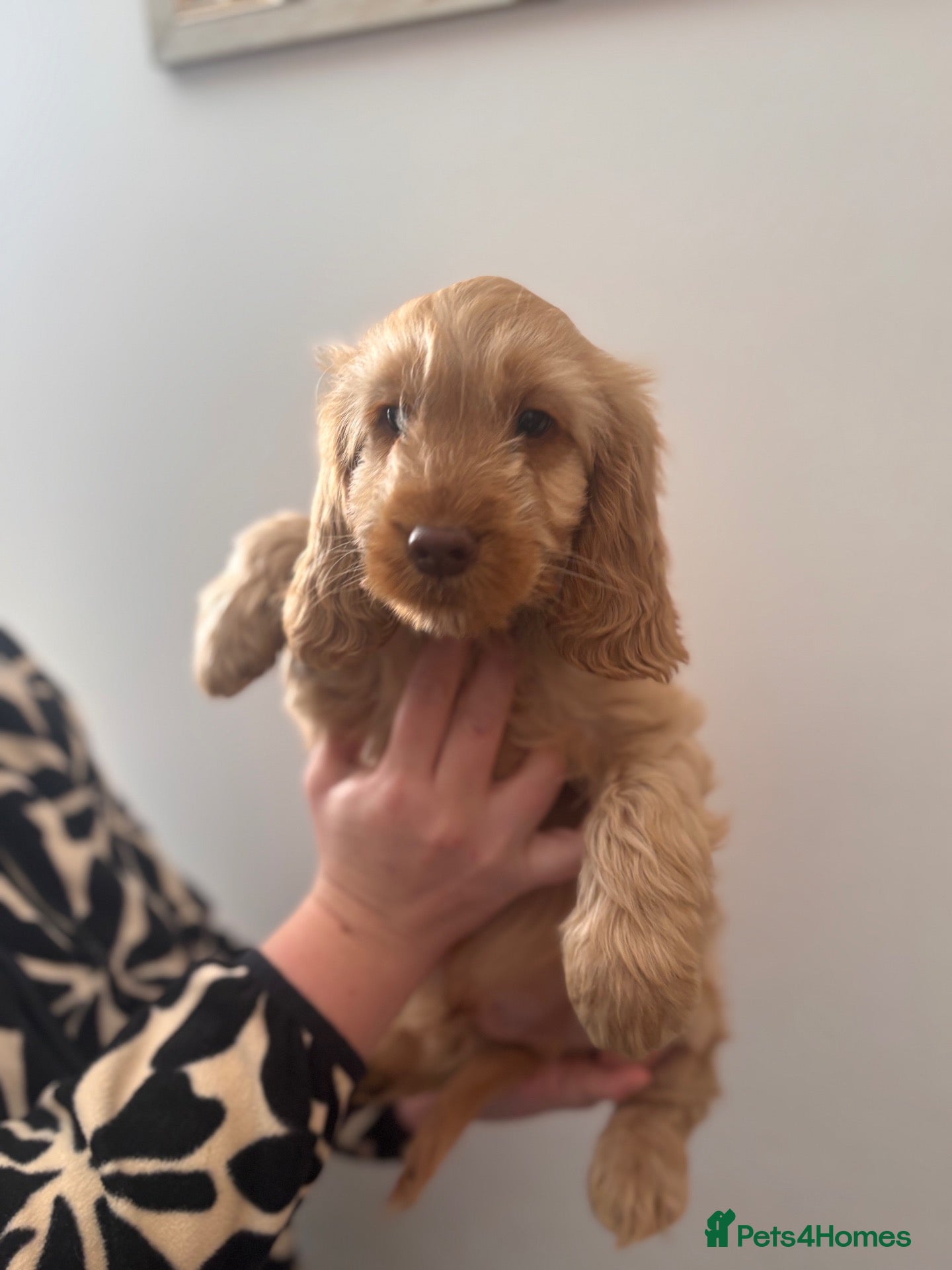 Cockapoo dogs Beautiful F1 Cockapoos Boys available  - Advert 1