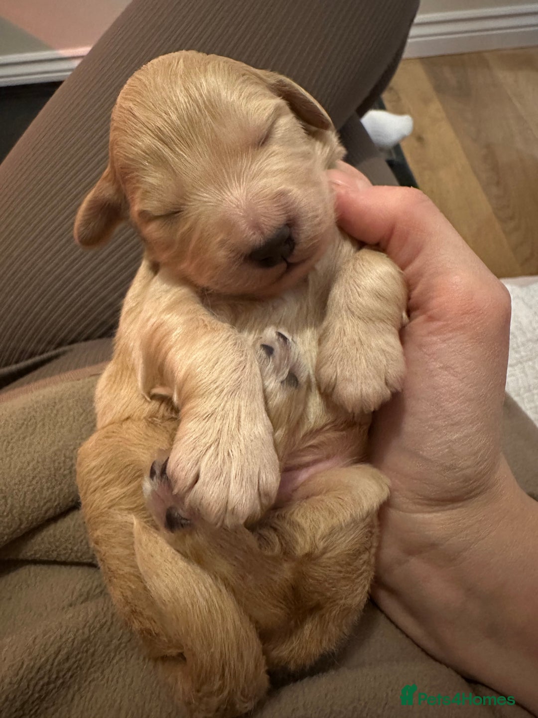 Mixed Breed dogs for sale: Australian double doodles  - Advert 19