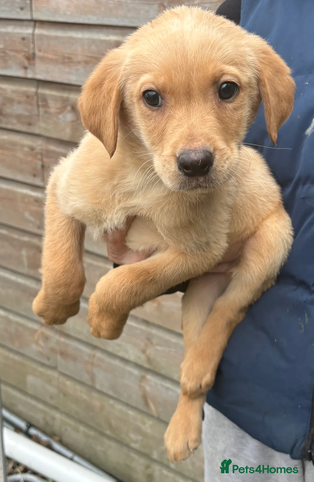 Labrador Retriever dogs for sale: Labrador puppys  - Advert 6