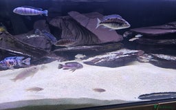 Cichlids fish for sale: African cichlids -  - Image 13