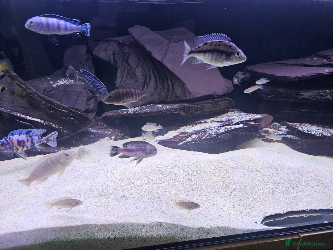 Cichlids fish for sale: African cichlids -  - Image 13