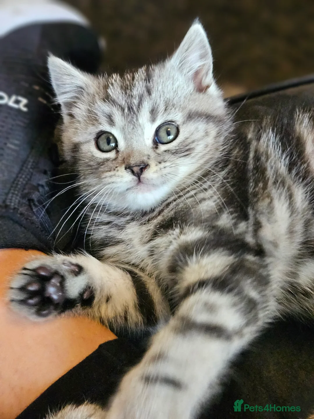 Mixed Breed cats for sale: 4 gorgeous siberain mix kittens - Advert 3