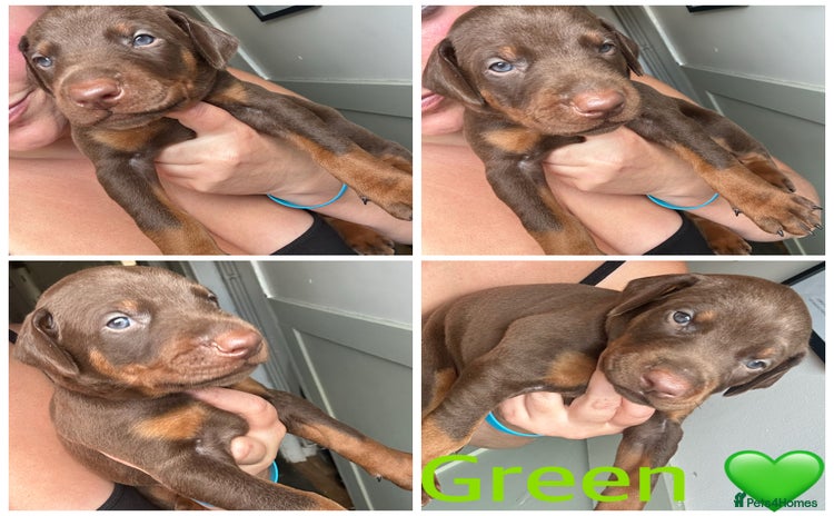 Dobermann dogs - Advert 2