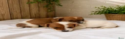 Jack Russell dogs for sale: Stunning litter of true Jack Russell’s  - Advert 4