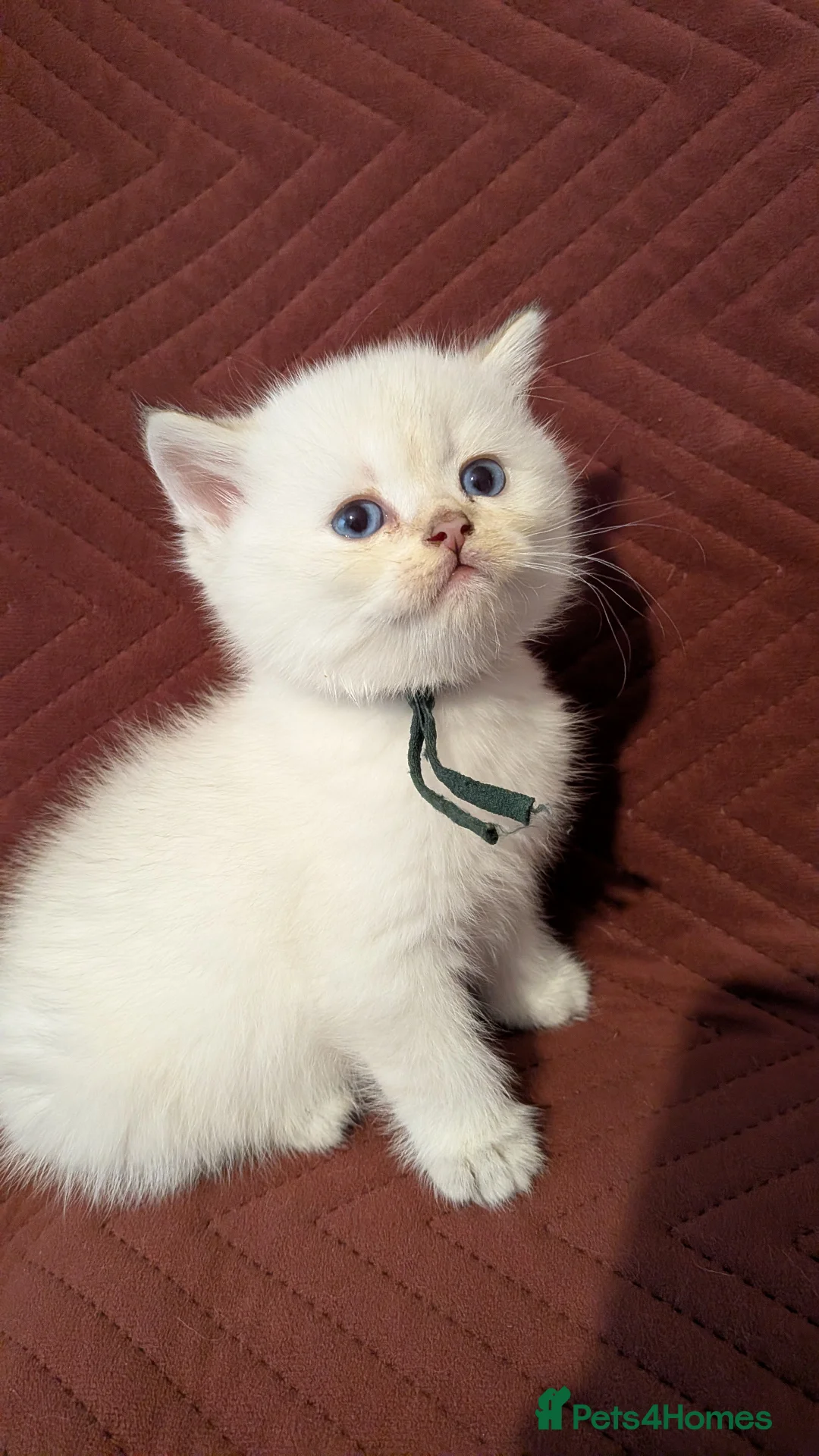 British Shorthair cats for sale: Pure British Shorthair kitchen ❤️ - Advert 2