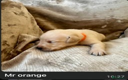 Mixed Breed dogs for sale: Beautiful litter of golden labradoodles - Image 32