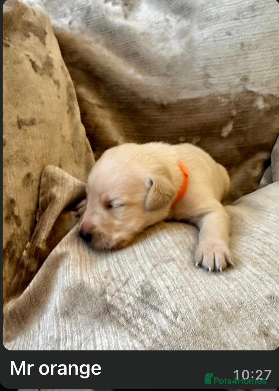 Mixed Breed dogs for sale: Beautiful litter of golden labradoodles - Image 32
