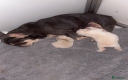 French Bulldog dogs for sale: Fluffy French bulldog male  - Image 9