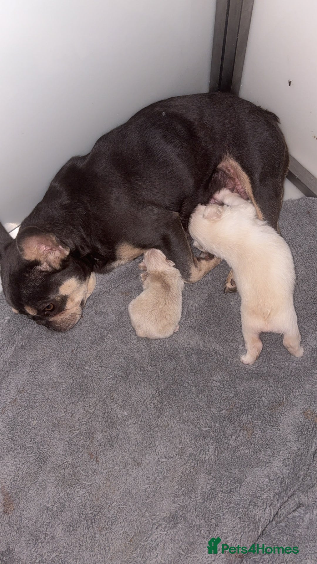 French Bulldog dogs for sale: Fluffy French bulldog male  - Image 9