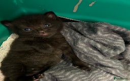 British Shorthair cats for sale: Two male kittens  - Image 6