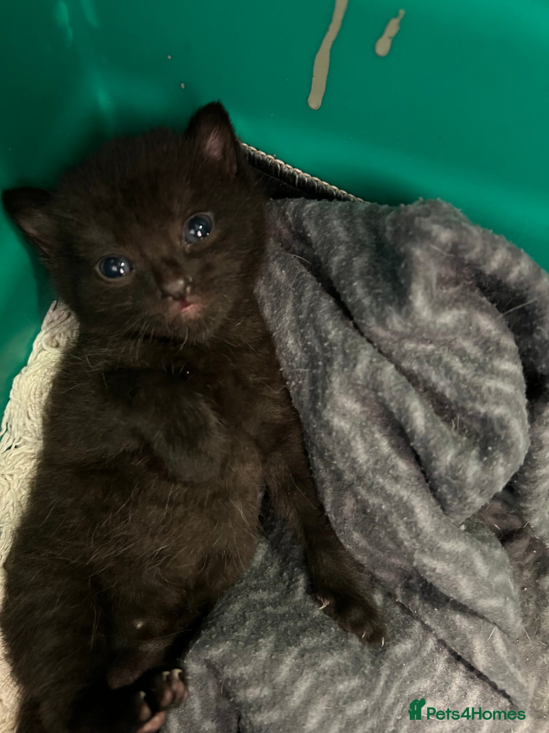 British Shorthair cats for sale: Two male kittens  - Image 6