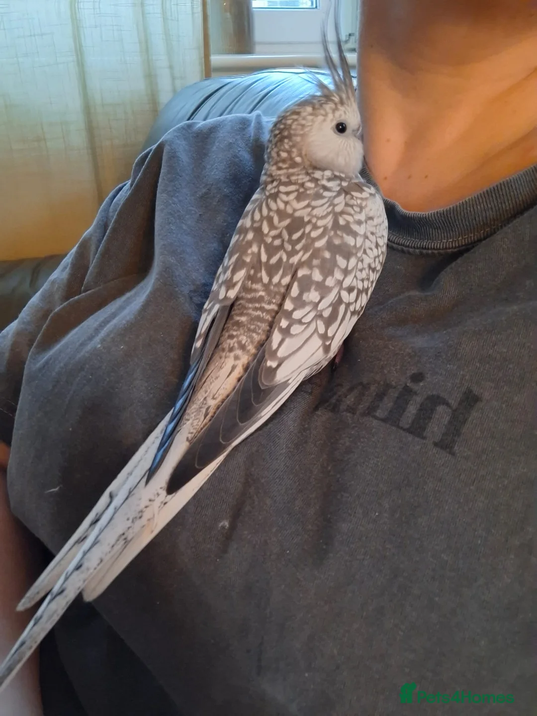 Cockatiels birds for sale: Female Pearl Whiteface Cockatiel - Advert 2