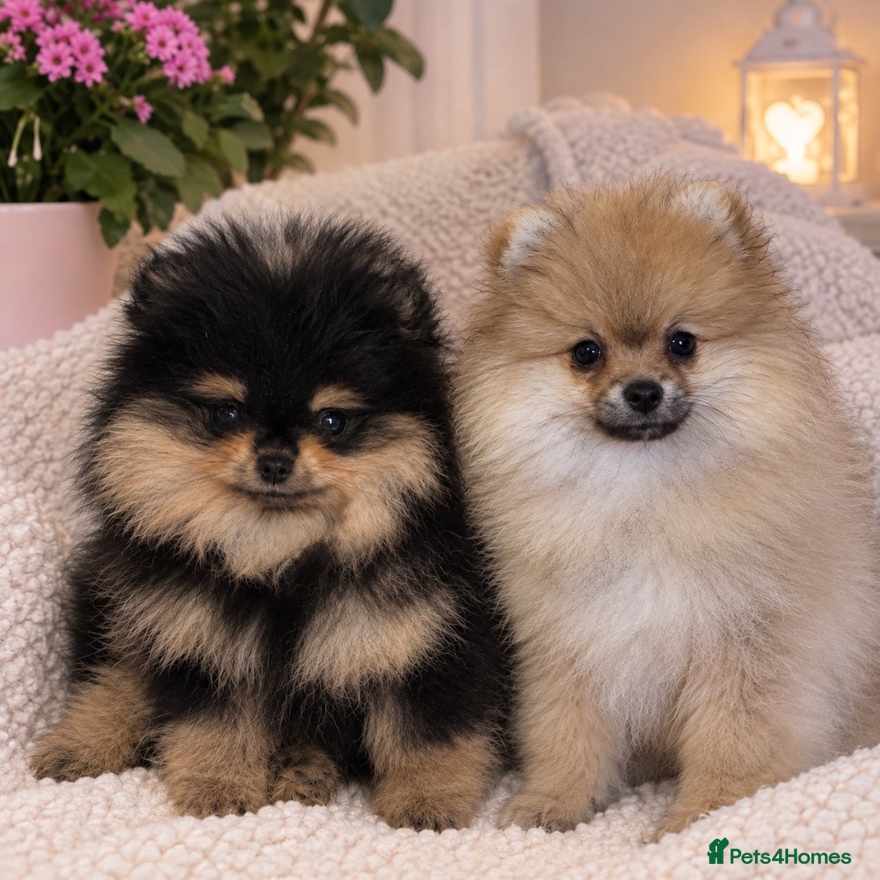 Pomeranian dogs KC Beautiful Pomeranian Puppies  - Advert 1