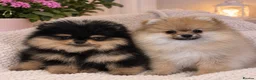 Pomeranian dogs for sale: KC Beautiful Pomeranian Puppies  - Advert 1