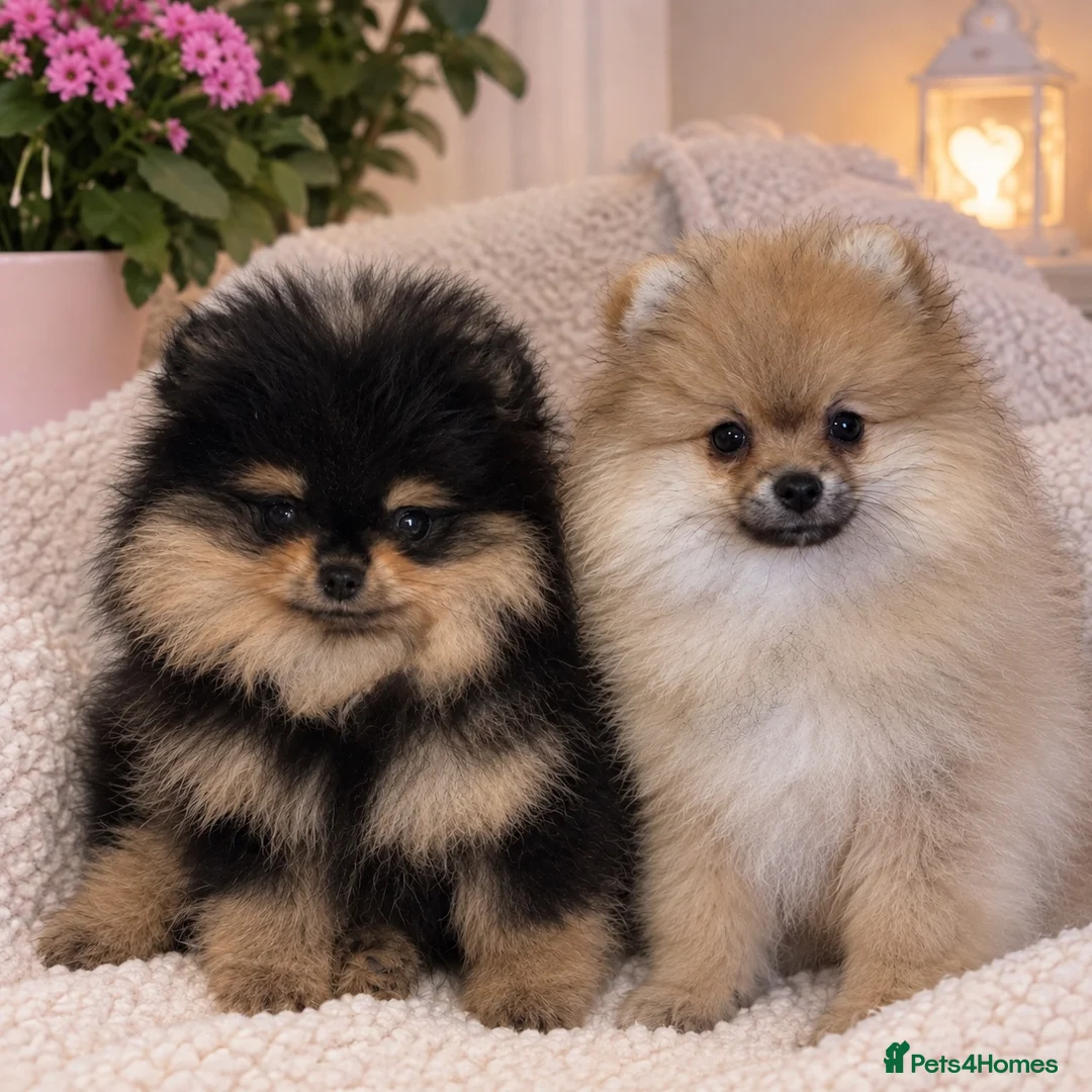 Pomeranian dogs for sale: KC Beautiful Pomeranian Puppies  - Advert 1