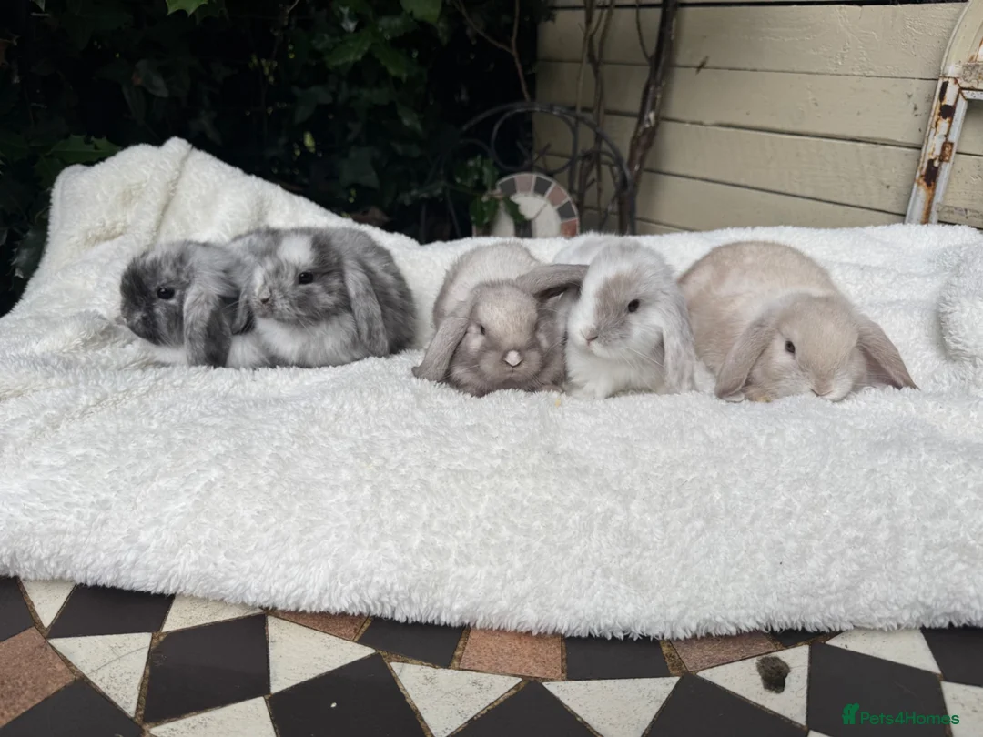 Mini Lion Lop rabbits for sale: Gorgeous Mini Lops pedigree rabbits - Advert 2