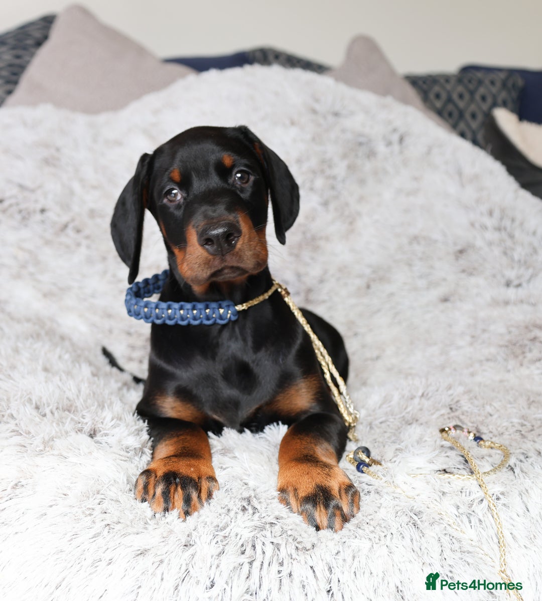 Dobermann dogs for sale: WAITLIST 2026 CEZARBLUE 5 STAR LICENSED ⭐️  - Advert 31