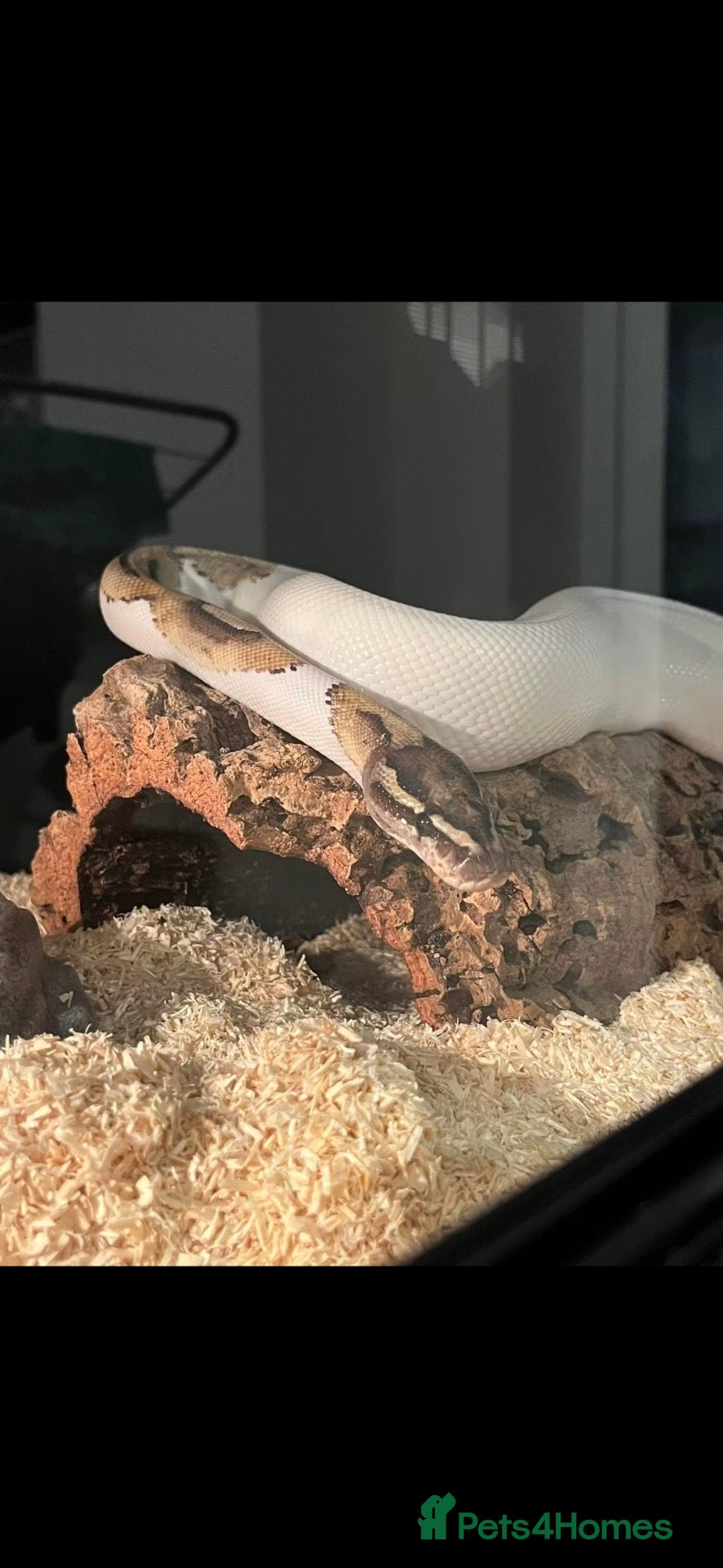 Python Snake reptiles Royal Python  - Advert 16