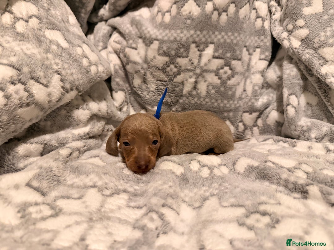 Miniature Dachshund dogs for sale: STUNNING miniature Daschunds  - Advert 6