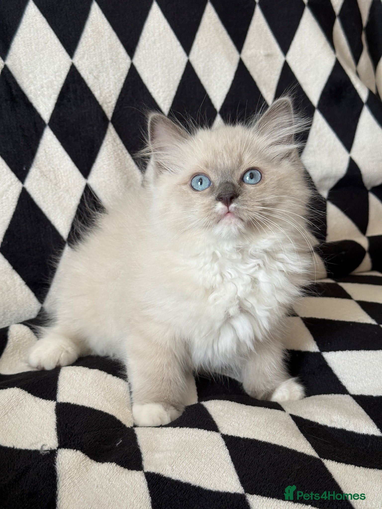 Ragdoll cats Ready Now Ragdoll kittens  - Advert 1