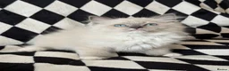Ragdoll cats for sale: Chunky Ragdoll kittens  - Advert 7