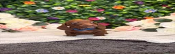 Dachshund dogs for sale: Standard Dachshund Puppies - READY NOW - Advert 23