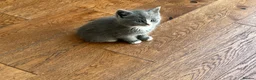British Shorthair cats for sale: Our last Half British Shorthair Boy - Advert 9
