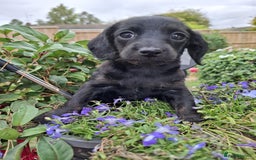 Mixed Breed dogs for sale: Daxiepoo puppies -miniature dachshund x toy poodle - Image 14
