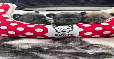 French Bulldog dogs - Advert 16