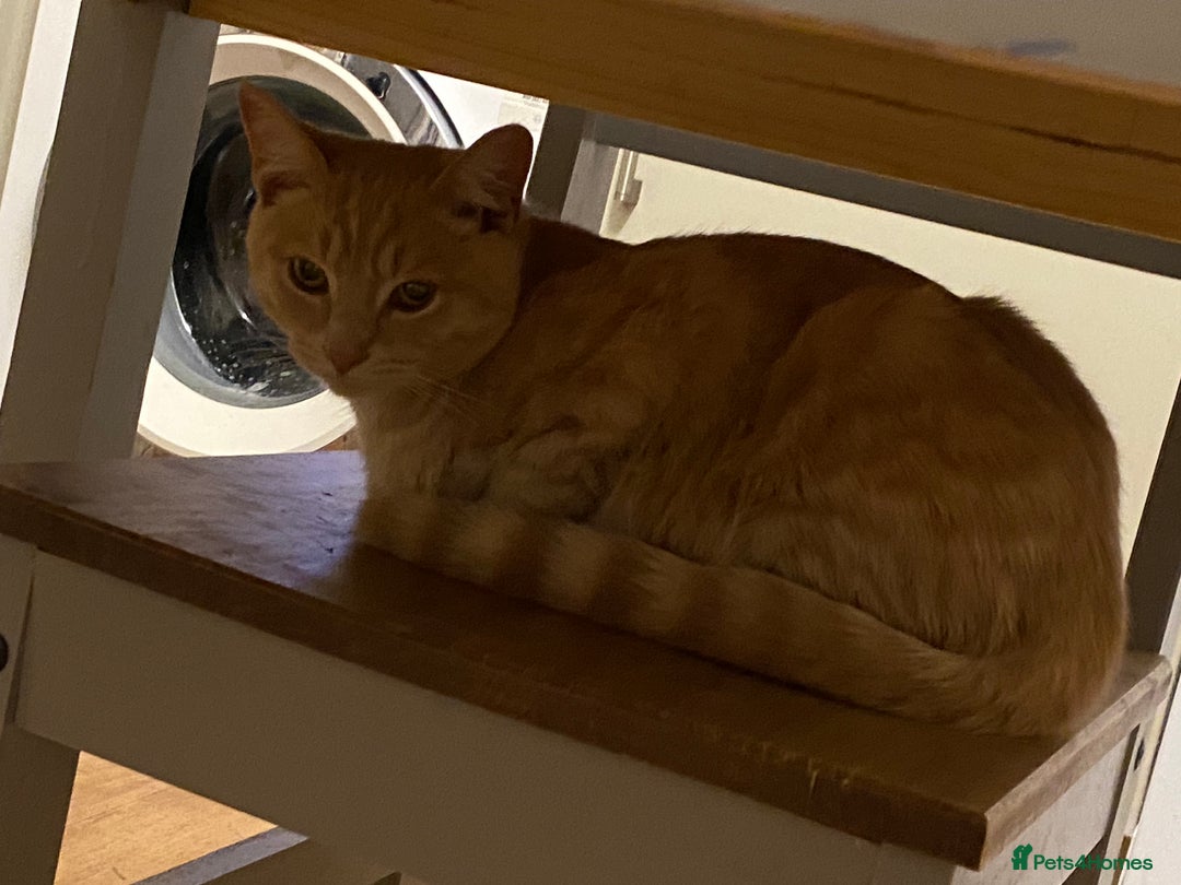 British Shorthair cats for sale: 2 cats for rehoming - Advert 2