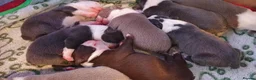 Boston Terrier dogs for sale: KC registered Boston Terrier Puppies  in Swanage - Advert 15
