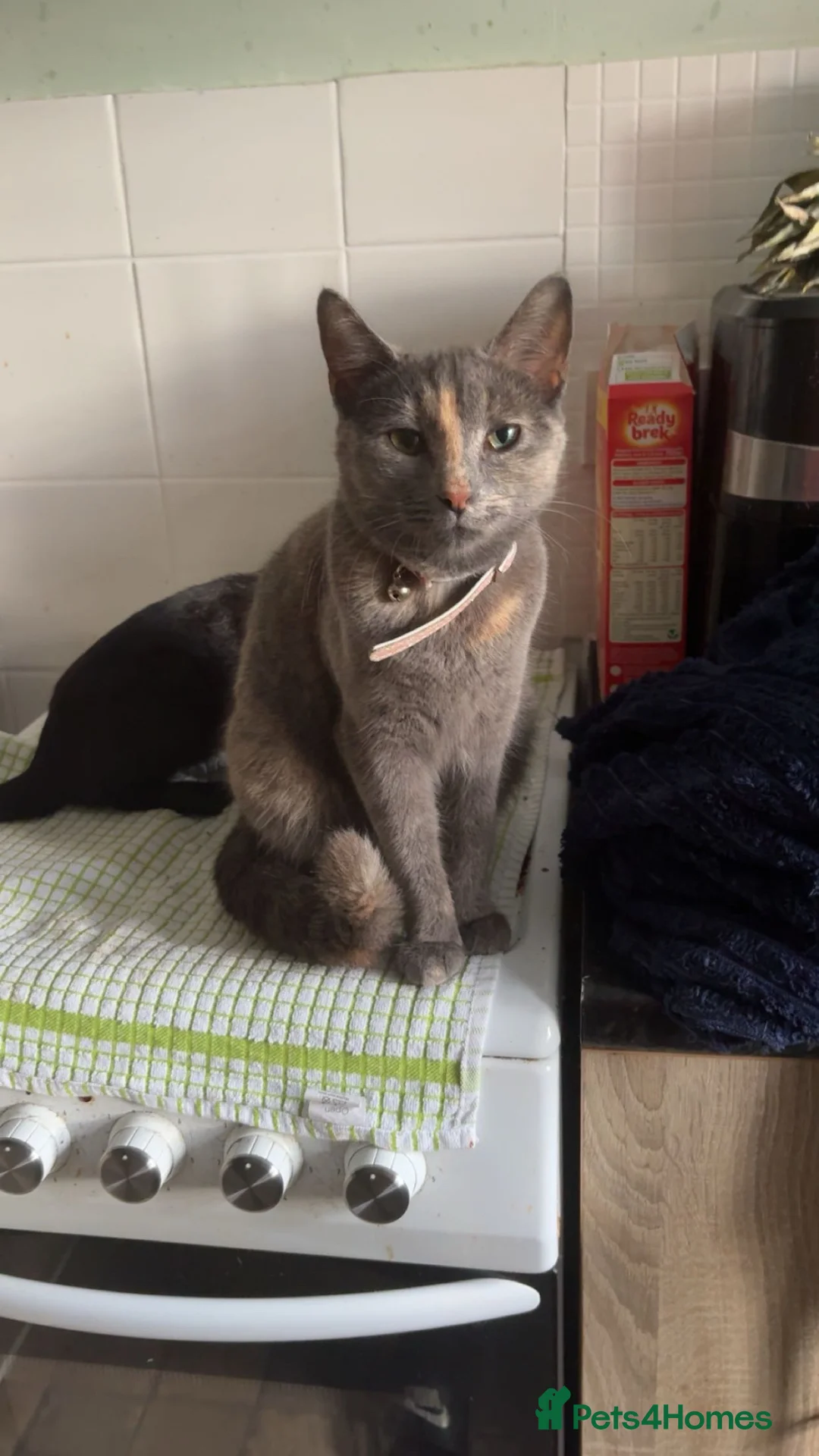 Mixed Breed cats for sale: Unique litter of kittens  in Colchester - Advert 10