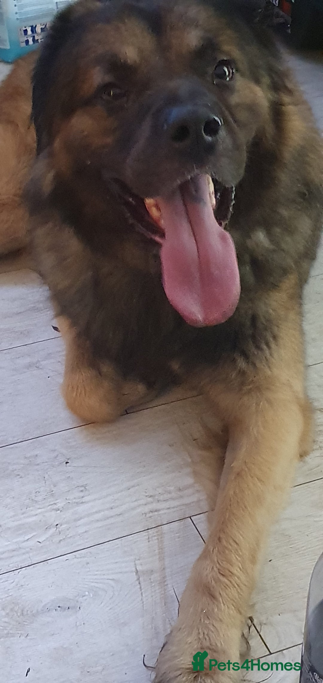 Caucasian Shepherd Dog dogs for sale: 5 year old male - Image 2