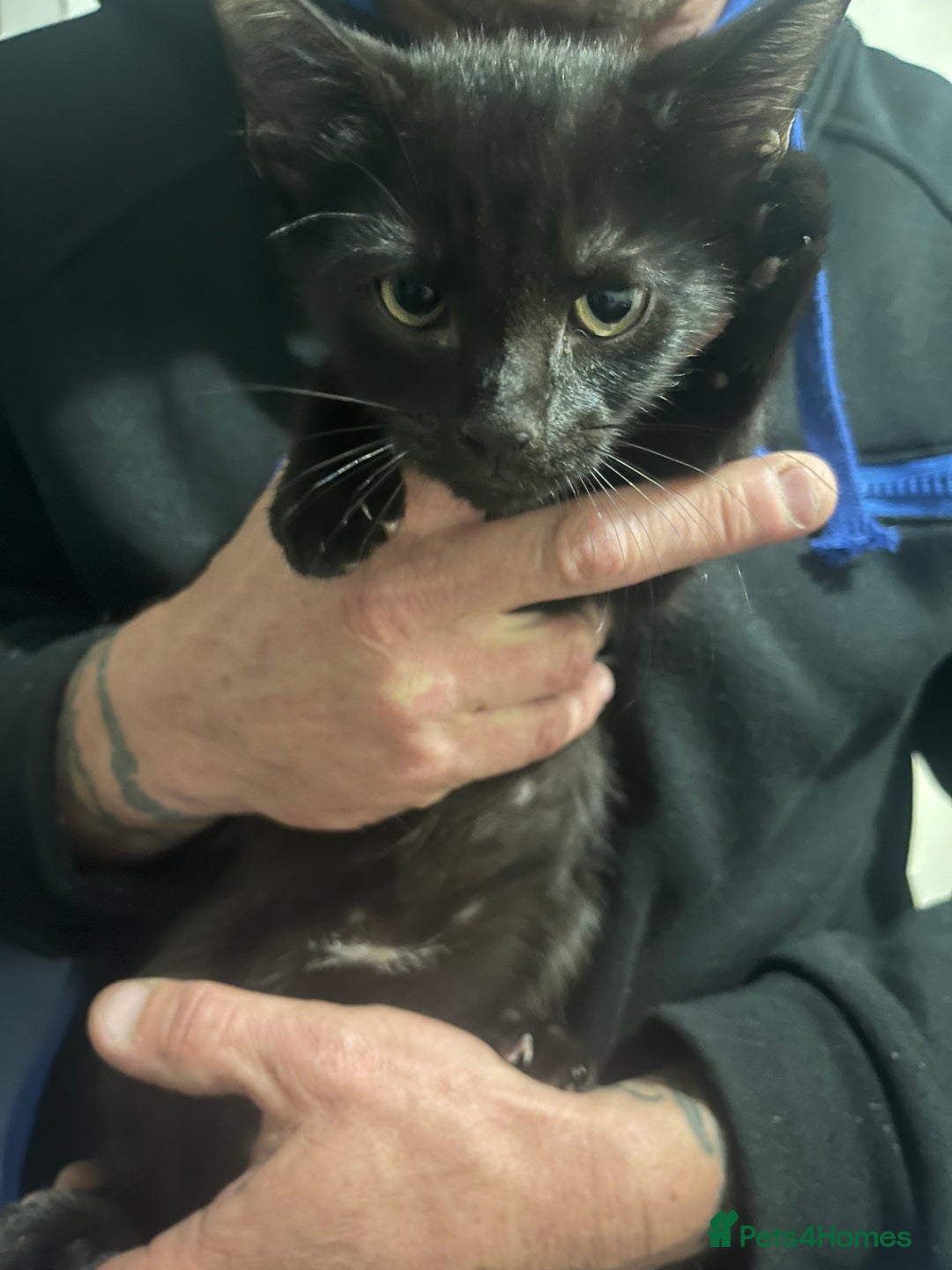 Mixed Breed cats for sale: 4 kittens for sale  - Image 3