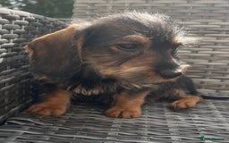 Dachshund dogs for sale: LAST 2 wirehaired dachshunds (teckels) - Image 2
