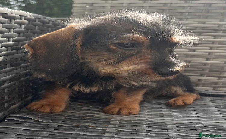 Dachshund dogs - Advert 17