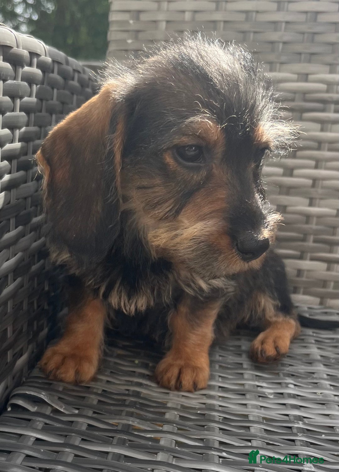 Dachshund dogs for sale: LAST 2 wirehaired dachshunds (teckels) - Image 2