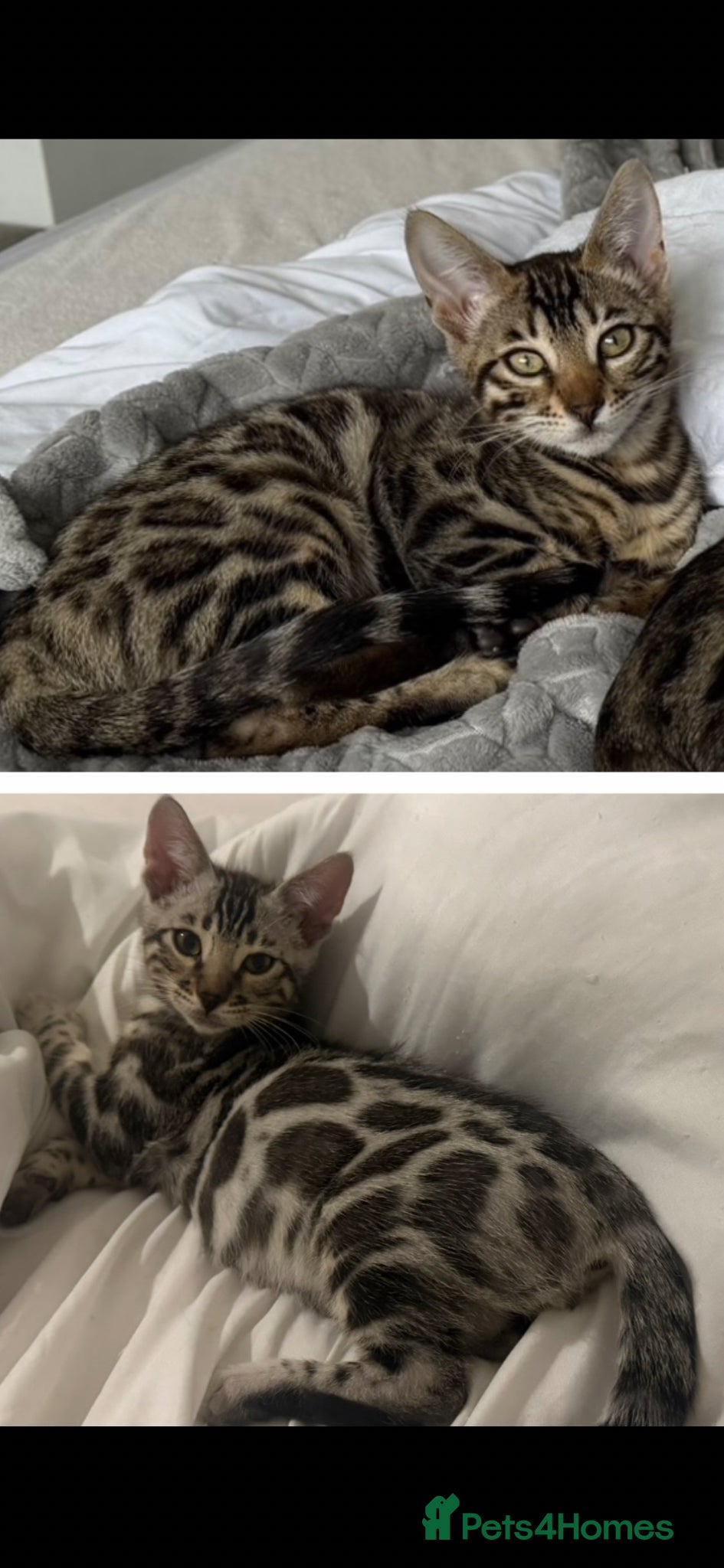 Bengal cats BENGAL 🔥 KITTENS TICA REGISTERED  - Advert 2