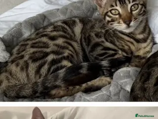 Bengal cats BENGAL 🔥 KITTENS TICA REGISTERED - Advert 2