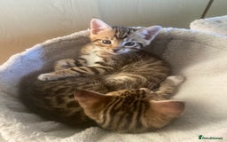 Bengal cats for sale: 3 BengalX kittens  - Image 8