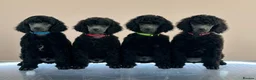 Standard Poodle dogs for sale: Shirgasei Standard Poodles - Advert 1