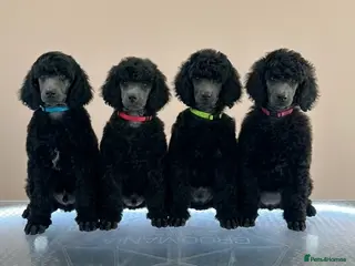 Standard Poodle dogs Shirgasei Standard Poodles - Advert 4