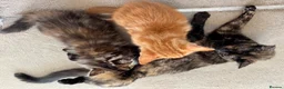 Mixed Breed cats for sale: Amiable mixed breed kttens - Advert 8