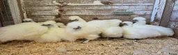 Chickens poultry for sale: White silkie bantam pullets 15 weeks in Wirral - Advert 6