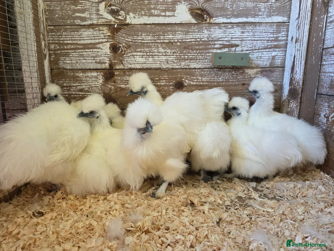 Chickens poultry for sale: White silkie bantam pullets 15 weeks in Wirral - Advert 6
